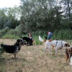 hw400017-150x150 2. Tierheim-Hundewanderung 2013