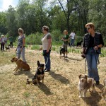 hw400024-150x150 2. Tierheim-Hundewanderung 2013