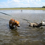 hw400031-150x150 2. Tierheim-Hundewanderung 2013