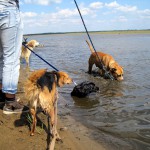 hw400032-150x150 2. Tierheim-Hundewanderung 2013