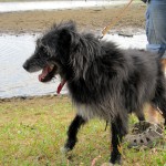 hw400035-150x150 2. Tierheim-Hundewanderung 2013