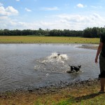 hw400038-150x150 2. Tierheim-Hundewanderung 2013