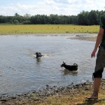 hw400039-150x150 2. Tierheim-Hundewanderung 2013