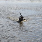 hw400040-150x150 2. Tierheim-Hundewanderung 2013