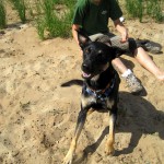 hw400043-150x150 2. Tierheim-Hundewanderung 2013