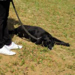 hw400050-150x150 2. Tierheim-Hundewanderung 2013