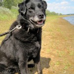 hw400051-150x150 2. Tierheim-Hundewanderung 2013