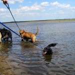 hw400052-150x150 2. Tierheim-Hundewanderung 2013