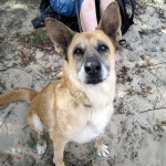 hw400055-150x150 2. Tierheim-Hundewanderung 2013