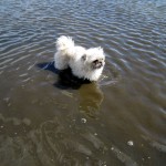 hw400056-150x150 2. Tierheim-Hundewanderung 2013