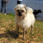 hw400057-150x150 2. Tierheim-Hundewanderung 2013