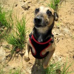 hw400058-150x150 2. Tierheim-Hundewanderung 2013