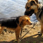 hw400061-150x150 2. Tierheim-Hundewanderung 2013