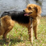 hw400062-150x150 2. Tierheim-Hundewanderung 2013