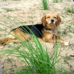 hw400063-150x150 2. Tierheim-Hundewanderung 2013