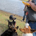 hw400066-150x150 2. Tierheim-Hundewanderung 2013