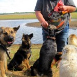 hw400068-150x150 2. Tierheim-Hundewanderung 2013