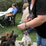 hw400070-150x150 2. Tierheim-Hundewanderung 2013