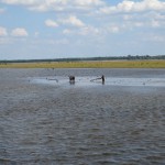 hw400071-150x150 2. Tierheim-Hundewanderung 2013