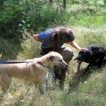 hw400072-150x150 2. Tierheim-Hundewanderung 2013