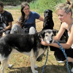 hw400077-150x150 2. Tierheim-Hundewanderung 2013