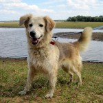 hw400080-150x150 2. Tierheim-Hundewanderung 2013