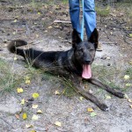 hw400081-150x150 2. Tierheim-Hundewanderung 2013