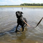 hw400083-150x150 2. Tierheim-Hundewanderung 2013