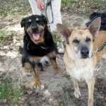 hw400087-150x150 2. Tierheim-Hundewanderung 2013