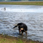 hw400088-150x150 2. Tierheim-Hundewanderung 2013