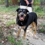 hw400090-150x150 2. Tierheim-Hundewanderung 2013