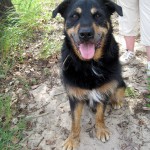 hw400091-150x150 2. Tierheim-Hundewanderung 2013