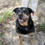 hw400092-150x150 2. Tierheim-Hundewanderung 2013