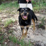 hw400093-150x150 2. Tierheim-Hundewanderung 2013