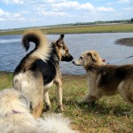 hw400094-150x150 2. Tierheim-Hundewanderung 2013