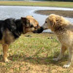 hw400095-150x150 2. Tierheim-Hundewanderung 2013