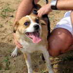 hw400099-150x150 2. Tierheim-Hundewanderung 2013