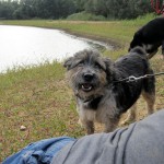 hw400100-150x150 2. Tierheim-Hundewanderung 2013