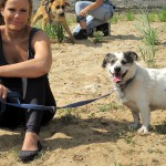 hw400104-150x150 2. Tierheim-Hundewanderung 2013