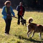 hw500026-150x150 3. Tierheim-Hundewanderung 2013