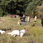 hw500028-150x150 3. Tierheim-Hundewanderung 2013