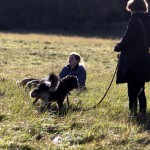 hw500030-150x150 3. Tierheim-Hundewanderung 2013