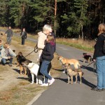 hw500034-150x150 3. Tierheim-Hundewanderung 2013