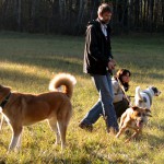 hw500036-150x150 3. Tierheim-Hundewanderung 2013