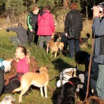 hw500039-150x150 3. Tierheim-Hundewanderung 2013