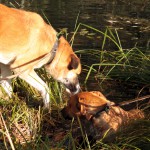 hw500044-150x150 3. Tierheim-Hundewanderung 2013