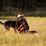 hw500051-150x150 3. Tierheim-Hundewanderung 2013