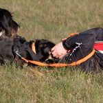 hw500052-150x150 3. Tierheim-Hundewanderung 2013