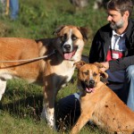 hw500053-150x150 3. Tierheim-Hundewanderung 2013