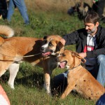 hw500054-150x150 3. Tierheim-Hundewanderung 2013